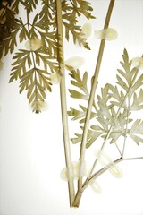 Conioselinum chinense