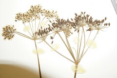Conioselinum chinense