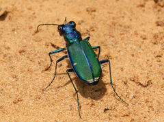 Cicindela splendida