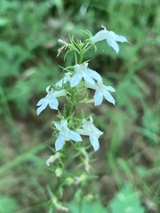 Lobelia spicata