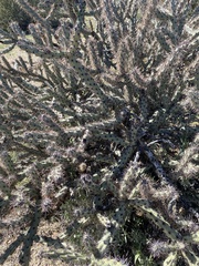 Cylindropuntia acanthocarpa