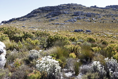 Protea lepidocarpodendron