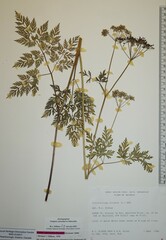 Conioselinum chinense