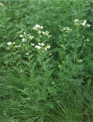 Polemonium foliosissimum