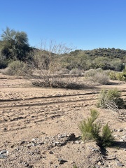 Chilopsis linearis arcuata