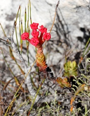 Crassula coccinea
