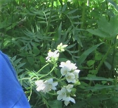 Polemonium foliosissimum