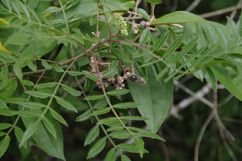 Winged sumac (Rhus copallinum)