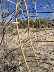 Chilopsis linearis arcuata