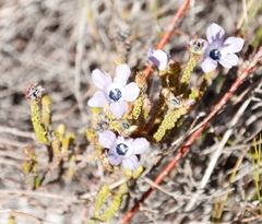 Roella triflora