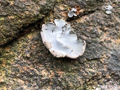 Umbilicaria hirsuta