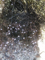 Prismatocarpus diffusus