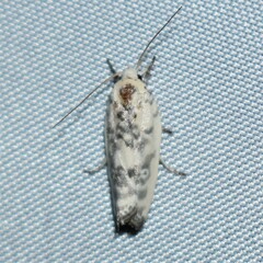 Antaeotricha