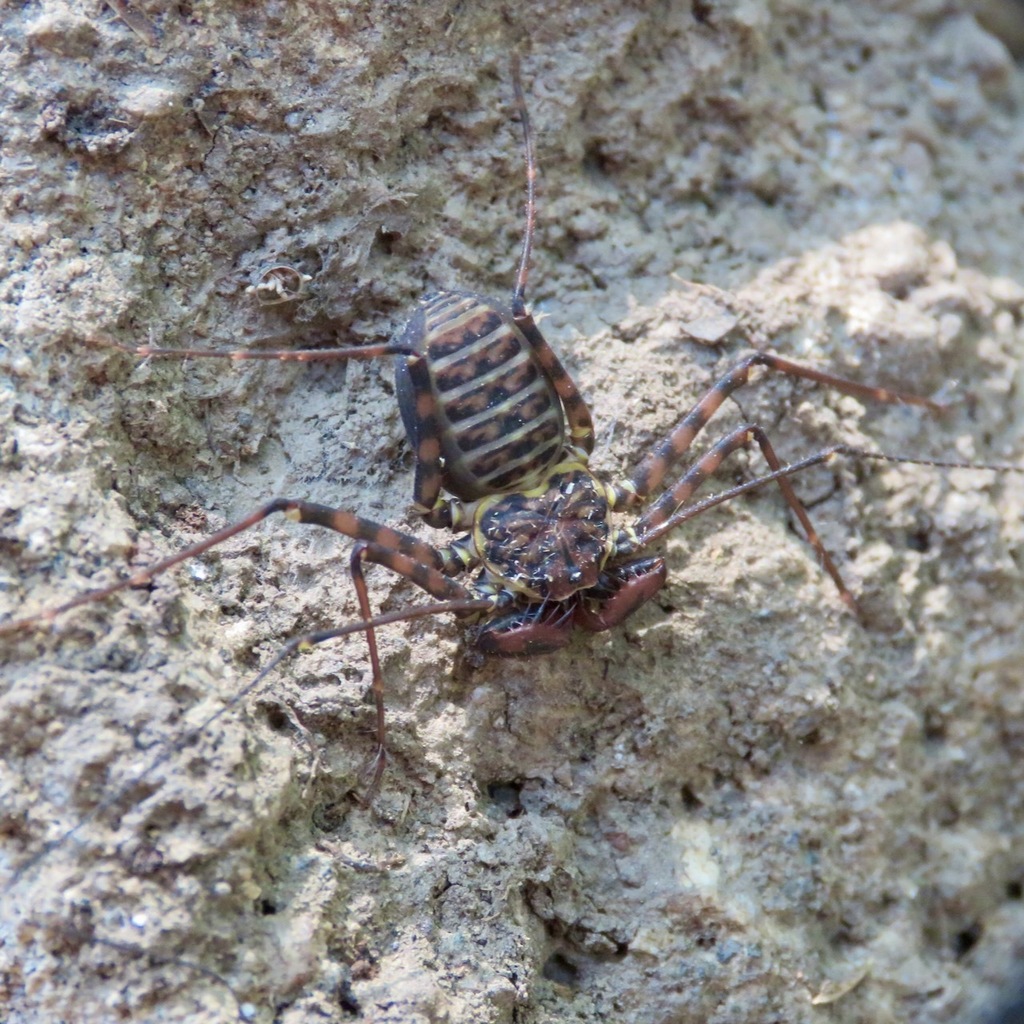 Phrynus operculatus