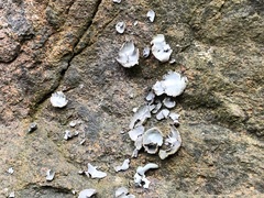 Umbilicaria hirsuta