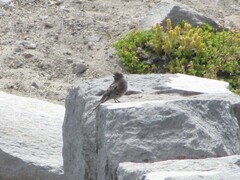 Leucosticte tephrocotis