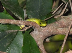 Philothamnus natalensis