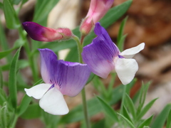 Lathyrus magellanicus