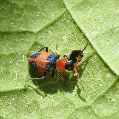 Collops quadrimaculatus