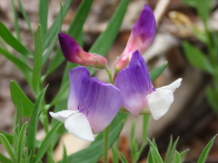Lathyrus magellanicus
