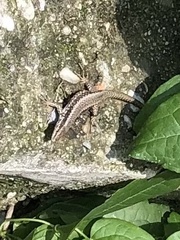 Podarcis muralis