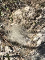 Clematis drummondii