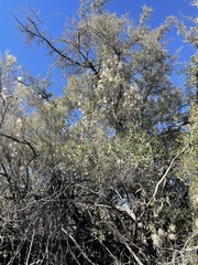 Clematis drummondii