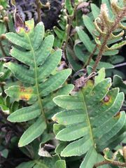 Pleopeltis polypodioides