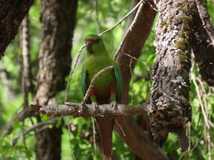 Enicognathus ferrugineus