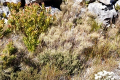 Pseudopentameris macrantha