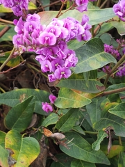 Hardenbergia