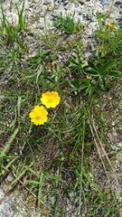 Potentilla aurea