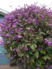 Hardenbergia