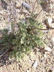 Ambrosia confertiflora
