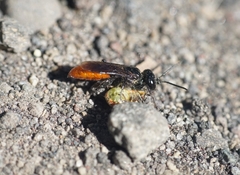 Astata australasiae
