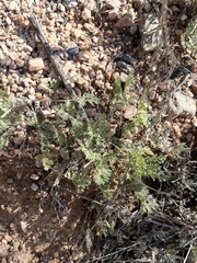 Ambrosia confertiflora