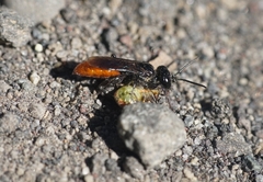 Astata australasiae