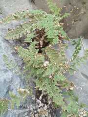 Myriopteris myriophylla