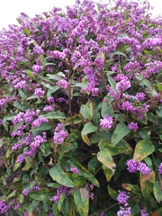 Hardenbergia