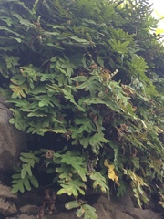 Pleopeltis polypodioides