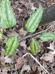Smilax smallii