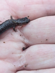 Plethodontinae