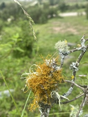 Teloschistes flavicans