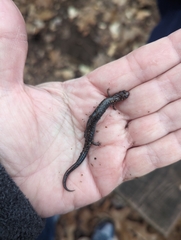 Plethodontinae