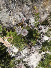 Serruria pedunculata