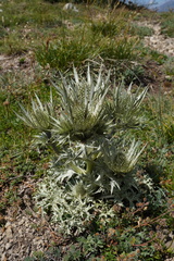 Eryngium spinalba
