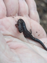 Plethodontinae