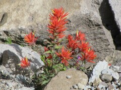 Castilleja applegatei applegatei