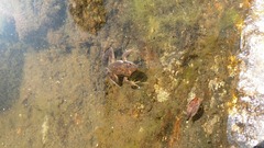 Rana latastei
