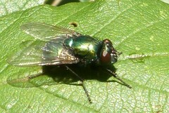 Neomyia viridescens